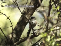 Zuidelijk Staartmees [Aegithalos caudatus irbii]